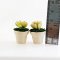 Set of 2 Miniature Succulent Plants in Ceramic Pots