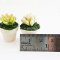 Set of 2 Miniature Succulent Plants in Ceramic Pots