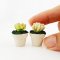 Set of 2 Miniature Succulent Plants in Ceramic Pots