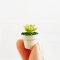 Set of 2 Miniature Succulent Plants in Ceramic Pots