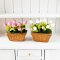 Clay Tulip Flowers Pot Set 2 Pcs