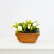 Miniature White Tulip Flower Planter