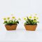 Miniature white daisies flower pot