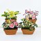 Caladium Plants Pots Mixed 4 Style