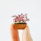 Caladium Plants Pots Mixed 4 Style