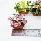 Caladium Plants Pots Mixed 4 Style