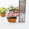 Caladium Plants Pots Mixed 4 Style