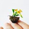 Clay Orchid Flower Pots