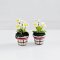 miniature daisies flowers pot