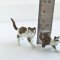 Set 5x Miniatures Ceramic Figurine Cats Kitten