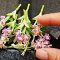 10x Orchid Clay Flowers Handmade Miniature Dollhouse Fairy Garden Decoration Collectibles Handcrafted