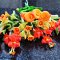 8x Orange Clay Flowers Handmade Miniature Dollhouse Fairy Garden Decoration Collectibles Handcrafted