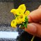 12x Yellow Clay Flowers Handmade Miniature Dollhouse Fairy Garden Decoration Collectibles Handcrafted