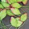 Set 100 Pcs. Green Leaves Mulberry Paper