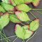 Mulberry Paper Green Leaves Rose Scrapbooking Supplies