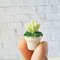 2x Mini Tiny Cactus Dollhouse Miniature Fairy Garden Succulent Plants Decor Set