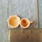 10 Set Mini Tiny Ceramic Orange Coffee Tea Cups Saucer for Dollhouse Miniature Wholesale Price