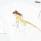 Power 7 Shop เสื้อยืดการ์ตูน "Beauty and the Beast" ลิขสิทธ์แท้ DISNEY(TMX-078)