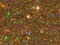 Disco Glitter  : GOLD HOLOGRAM 5g