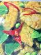 Curry paste