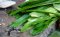 Sawtooth coriander, Spiny coriander, long coriander, Culantro / ผักชีฝรั่ง