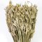 Natural Dried Flower