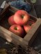 Apple Model (each)