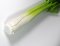 Celery