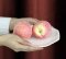 Peach Fruit Model (each)