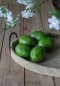 LIME, Mixed Size/Box of 10 pcs.