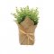 Wrapped Artificial Potted Herb