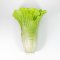 Chinese Cabbage Model