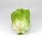Iceberg Lettuce Model
