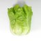 Iceberg Lettuce Model