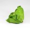 Mini Cabbage Model