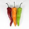 Artificial CHILLI-Pack of 3 Colors
