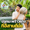 ปลูกมะพร้าวแกงในภาคอีสานดีมั๊ย