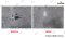 SR404 น้ำยาทำความสะอาด น้ำยาขจัดคราบสีบนชุด ซักผ้าสีผ้าขาว Stain Remover ECO-Compound