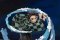 [Price 2,450/Deposit 1,500][NOV2026] Figuarts ZERO, TANJIRO KAMODO, Special Color, KIMETSU NO YAIBA, DEMON SLAYER