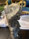 DCI59 Piece of Antique One Wood Carved with Stand