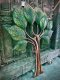 DCI87 Painted Iron Tree