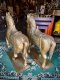 BRI38 Wooden Horses with Embossed Brass Set of 2