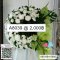 พวงหรีด A8039