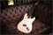 Fender Custom Shop Pine Closet Classic