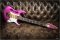 Ibanez Pia 3761 Steve Vai Signature Panther Pink