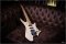 Strandberg Boden Standard Nx6 Tremolo Natural