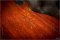 Gibson Tom Doyle  1959 Time Machine #07 Limited