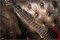Ibanez Js1200 Joe Satriani Signature