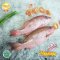 Ikan Kakap Tanda-tanda / Tompel