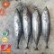 Ikan Tongkol Deho 1kg